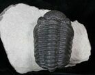 Morocops (Phacops) Trilobite #12899-2